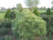 Pinus nigra 'Ruwer'