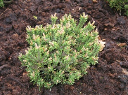 Pinus uncinata 'Schneverdingen'