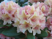 Rhododendron Hybride "Brasilia" 