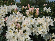 Rhododendron Hybride 'Cunningham's White' 