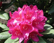 Rhododendron Hybride 'Dr. H.C. Dresselhuys' 