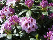 Rhododendron Hybride 'Humboldt' 