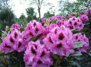 Rhododendron Hybride 'Kokardia' (S) 