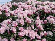 Rhododendron yakushimanum 'Silberwolke' 